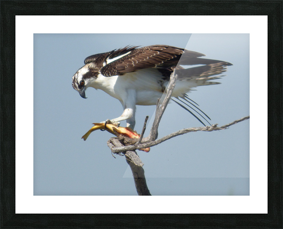 osprey adjust fish Picture Frame print
