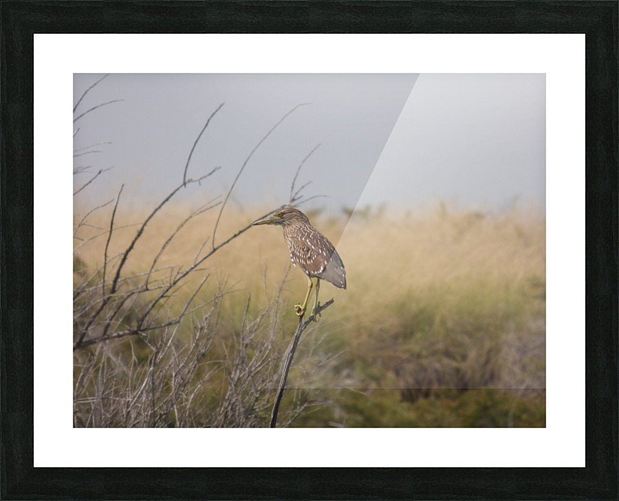 female heron Picture Frame print