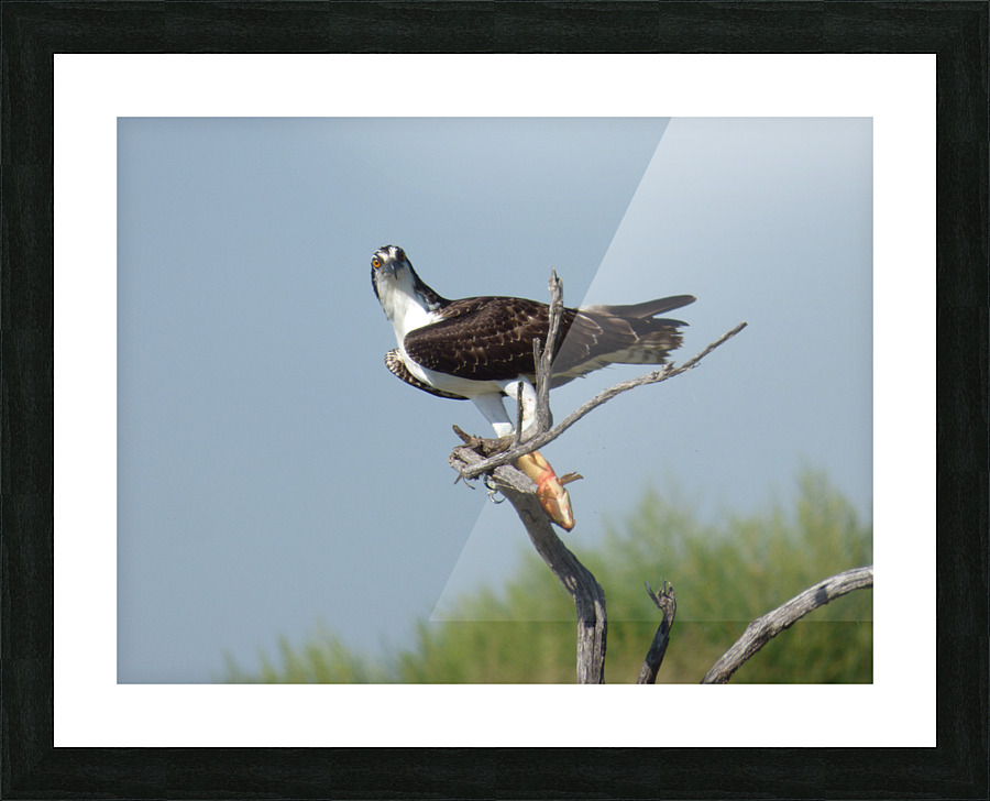 silly face osprey Picture Frame print