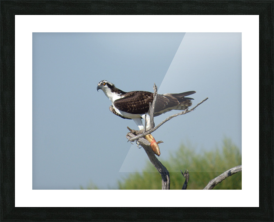 half eyelid osprey Picture Frame print