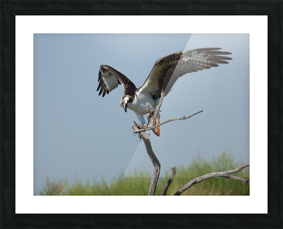osprey w fish verticle Picture Frame print