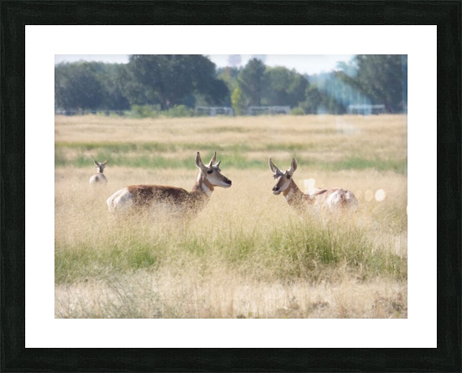 pronghorn juv Picture Frame print