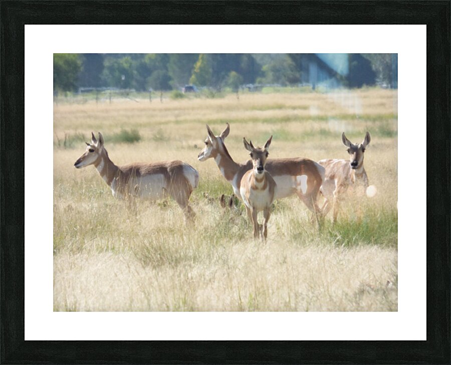 doe fixated Picture Frame print