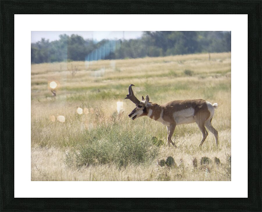 tired pronghorn Picture Frame print