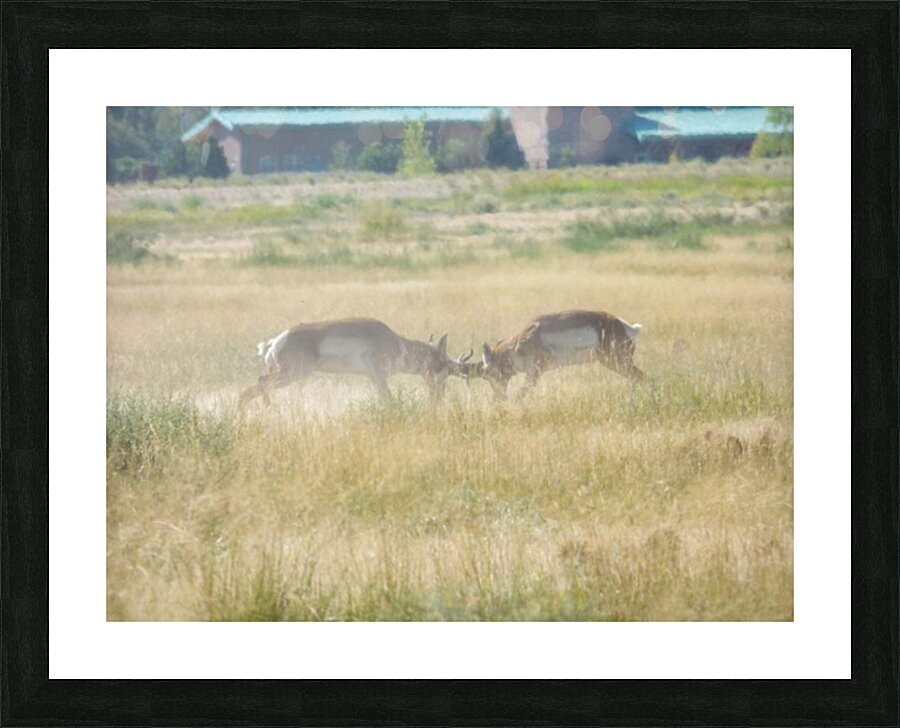 dusty fight Picture Frame print