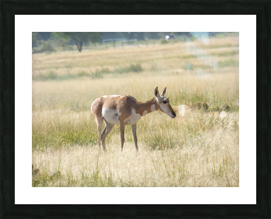 pronghorn grazing Picture Frame print