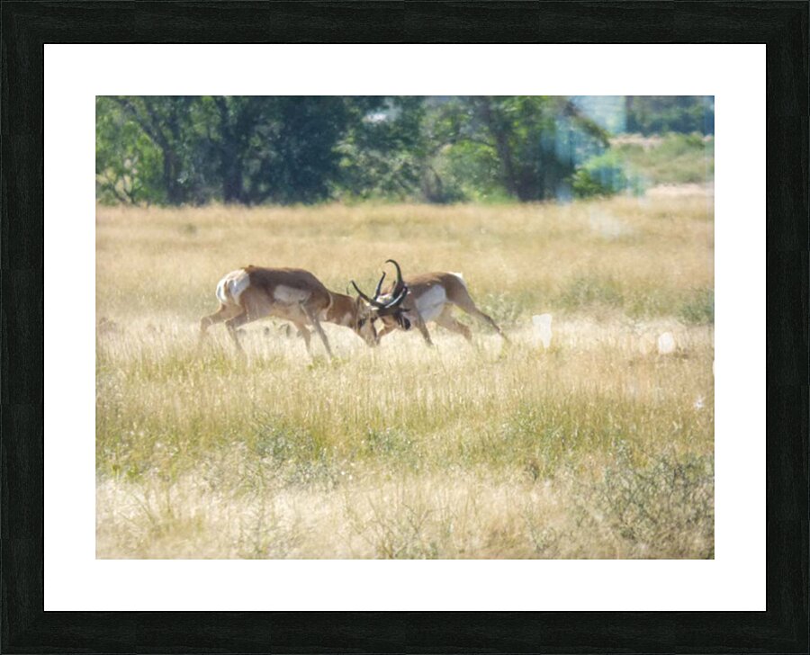 Pronghorn winning Picture Frame print