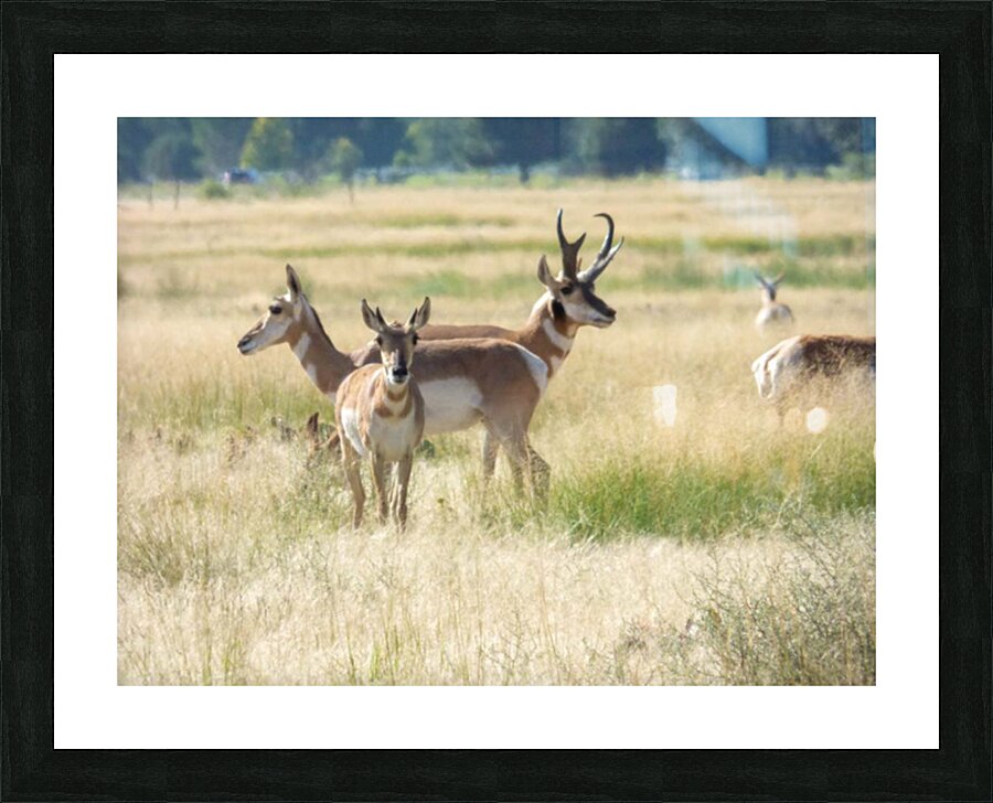 1 buck 2 does Picture Frame print