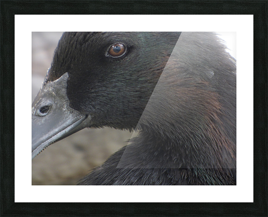 Cayuga Duck Picture Frame print