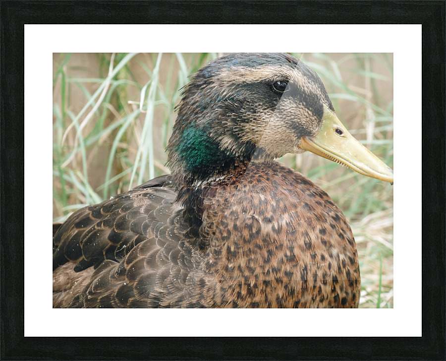 Rouen Drake Picture Frame print