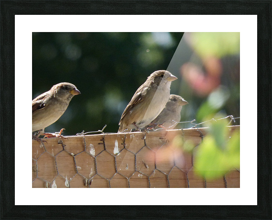 Sparrows on the coup Picture Frame print