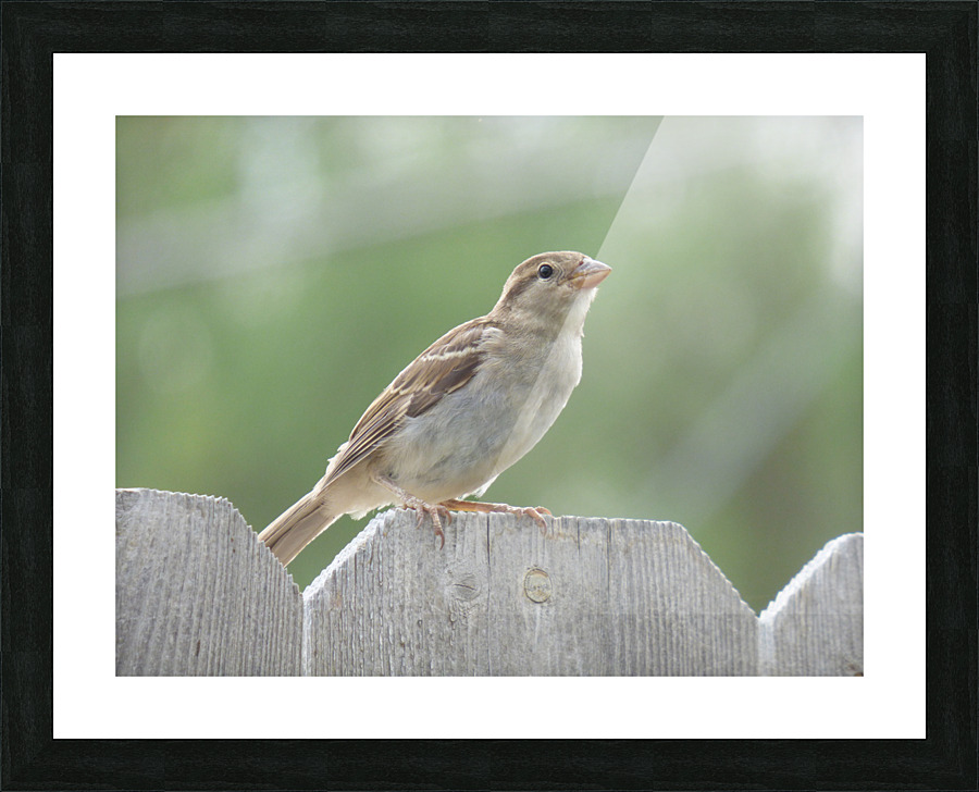 SuzieSparrow3 Picture Frame print