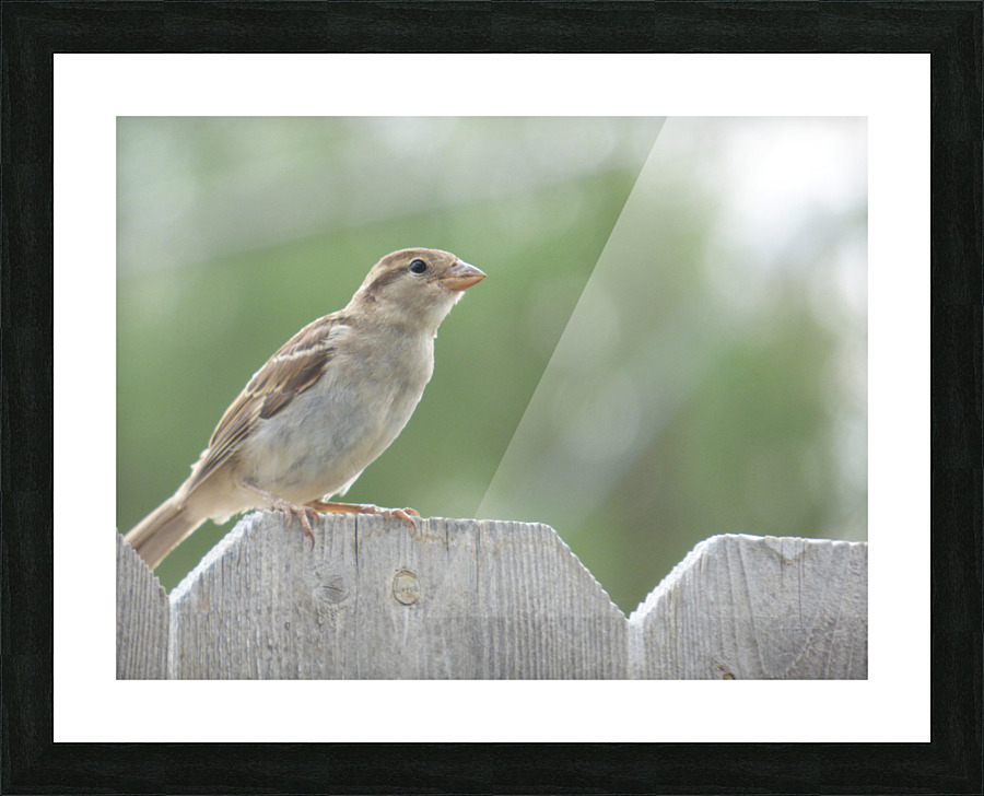 SuzieSparrow1 Picture Frame print
