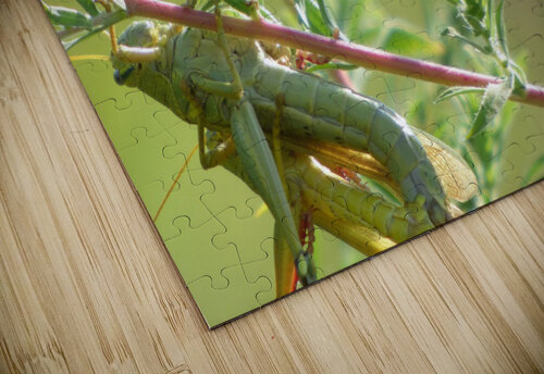 grasshoppers mating Kaleb Pults Wildlife photography puzzle