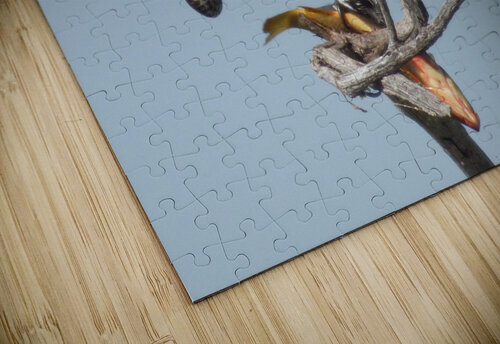 osprey back Kaleb Pults Wildlife photography puzzle