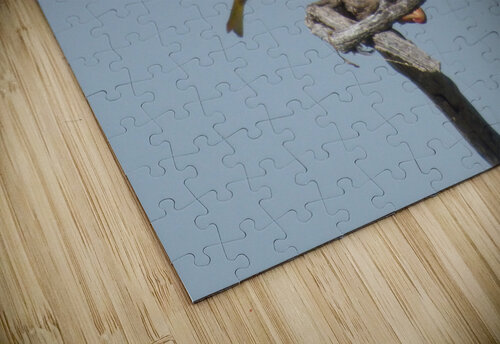 osprey adjust fish Kaleb Pults Wildlife photography puzzle