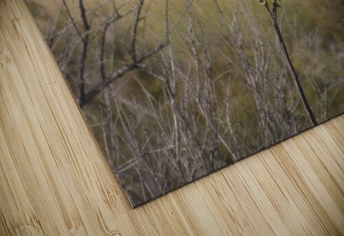 female heron Kaleb Pults Wildlife photography puzzle