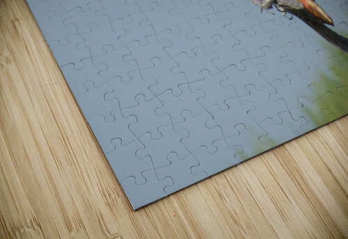 half eyelid osprey Kaleb Pults Wildlife photography puzzle