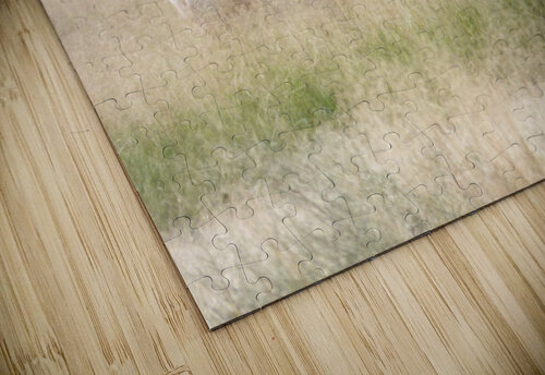 pronghorn juv Kaleb Pults Wildlife photography puzzle
