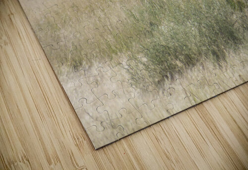tired pronghorn Kaleb Pults Wildlife photography puzzle