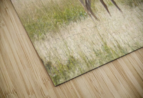 pronghorn grazing Kaleb Pults Wildlife photography puzzle