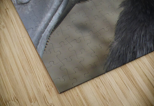 Cayuga Duck Kaleb Pults Wildlife photography puzzle