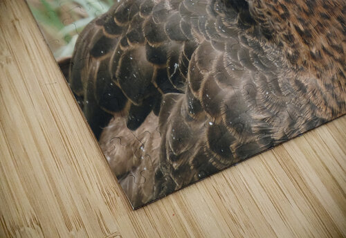 Rouen Drake Kaleb Pults Wildlife photography puzzle