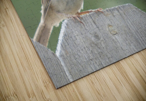 SuzieSparrow1 Kaleb Pults Wildlife photography puzzle