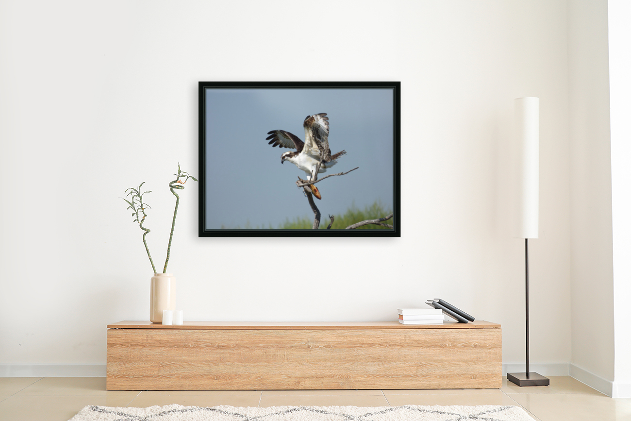 osprey underwing Reproduction