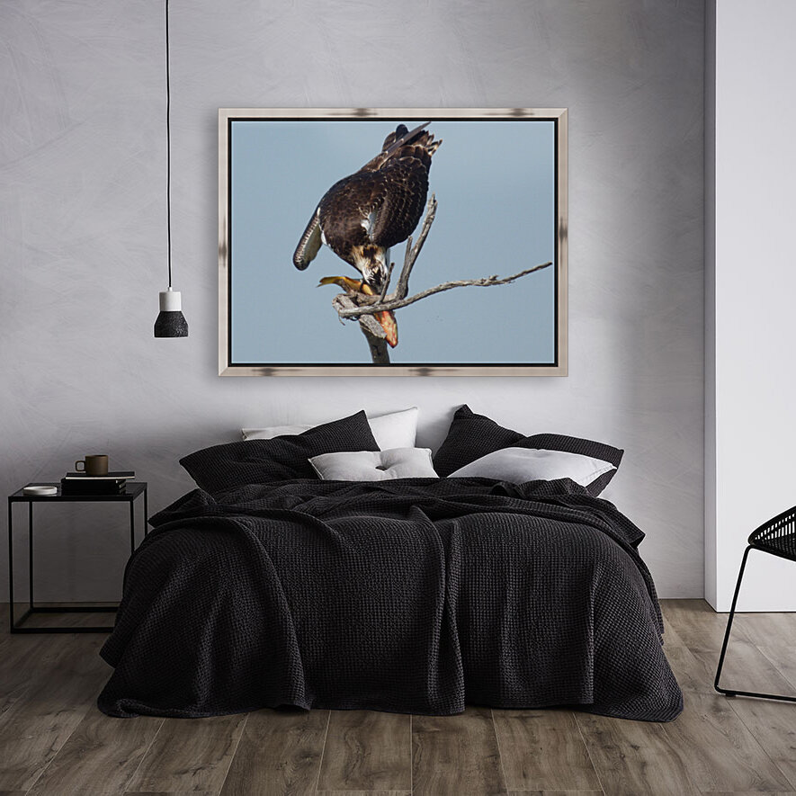 osprey back Reproduction