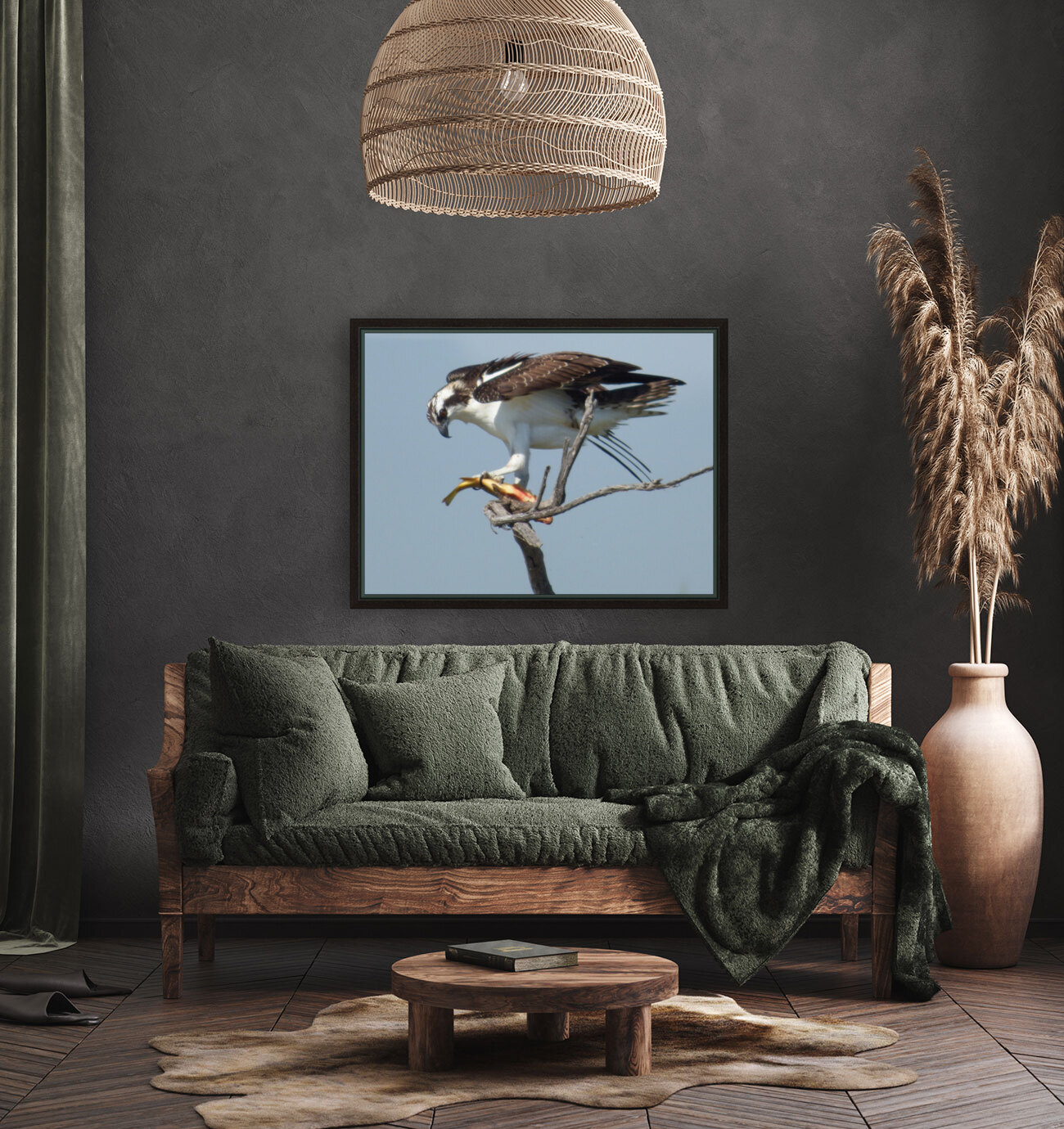 osprey adjust fish Reproduction