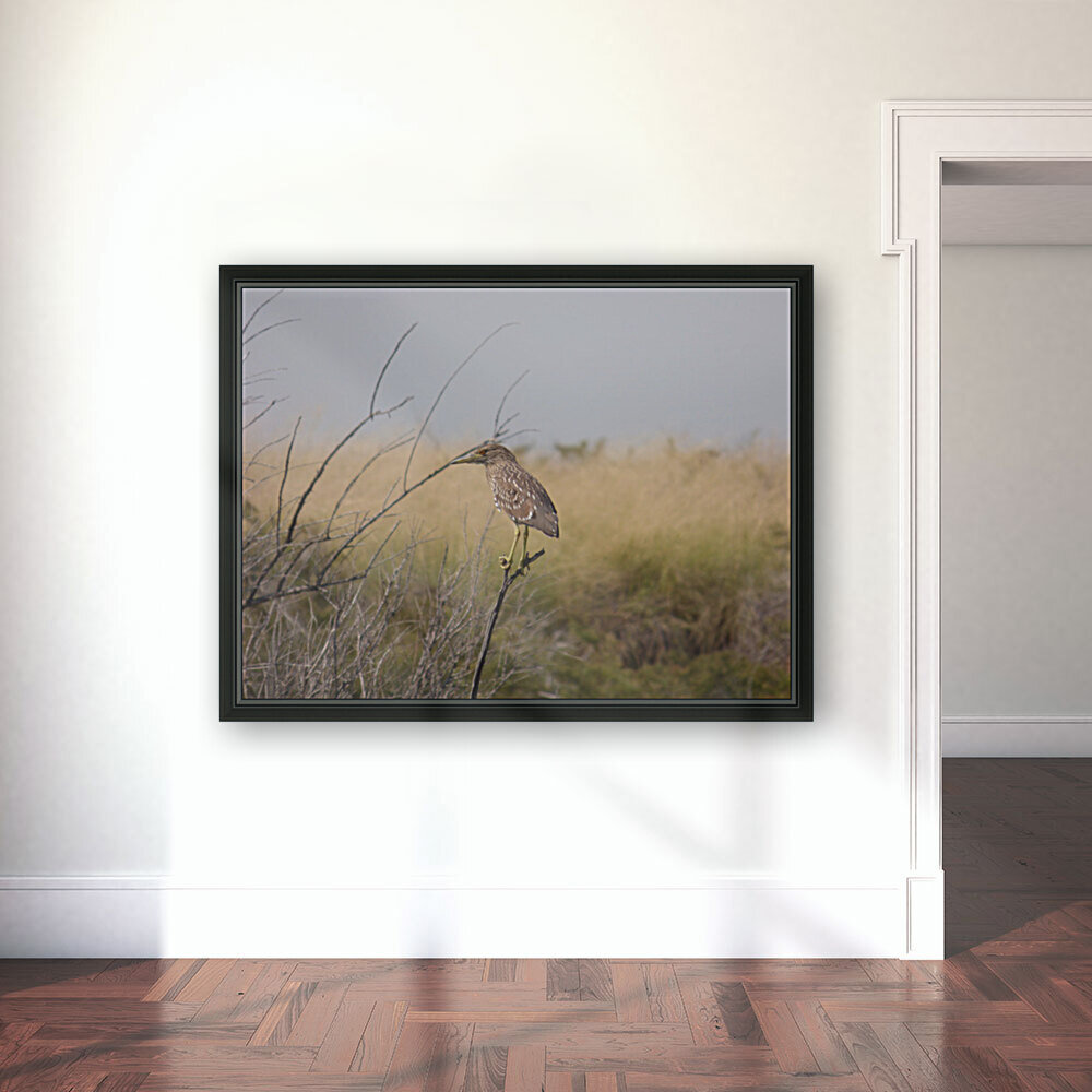 female heron Reproduction