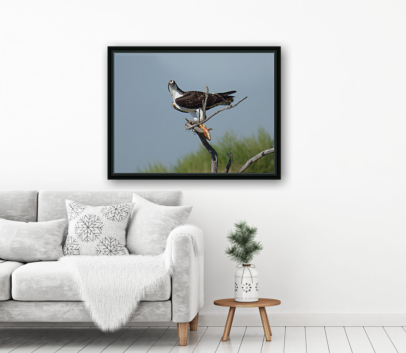 silly face osprey Reproduction