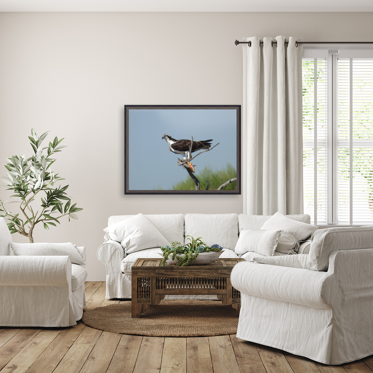 half eyelid osprey Reproduction