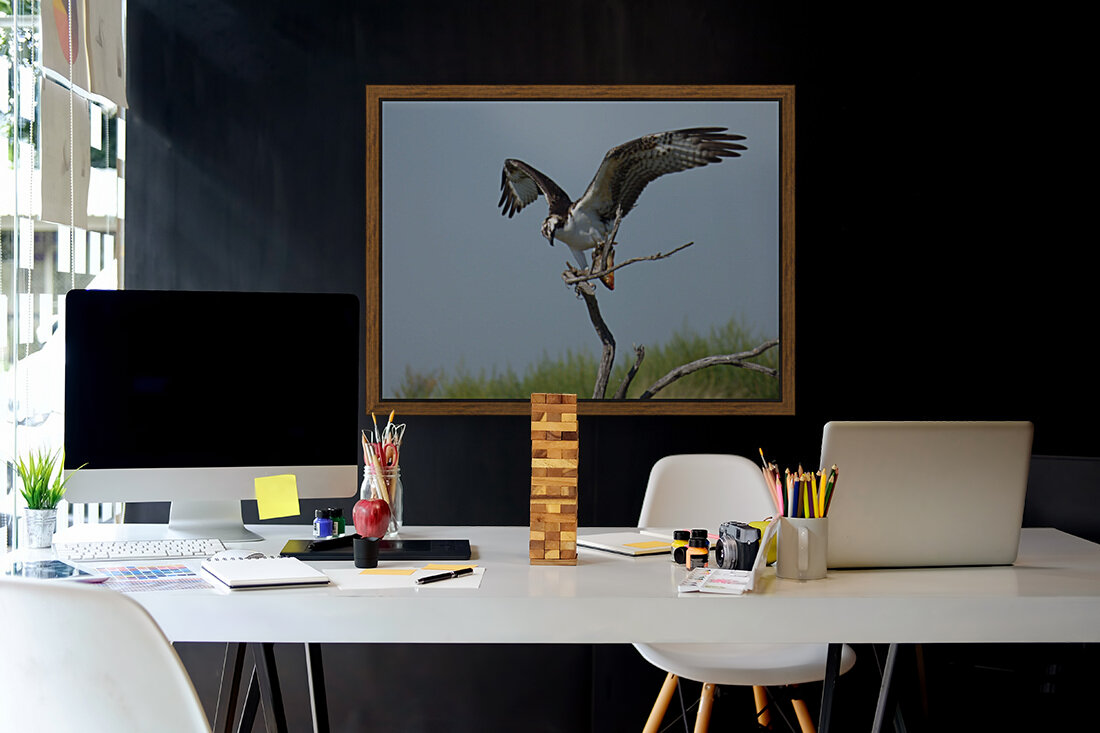 osprey w fish verticle Reproduction