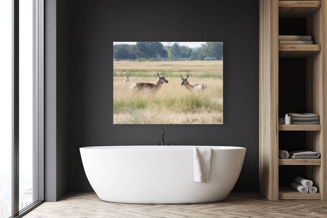 pronghorn juv Reproduction