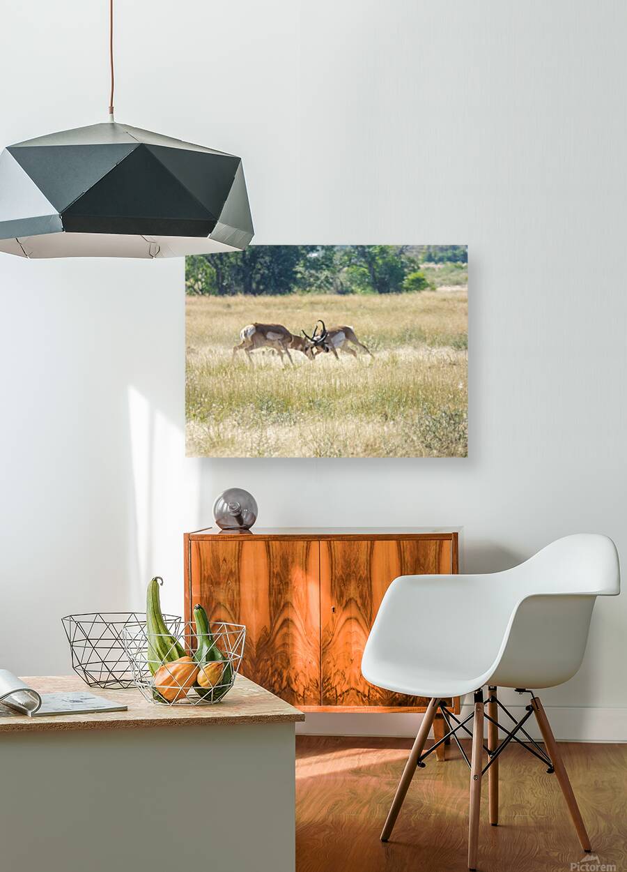 Pronghorn winning Reproduction