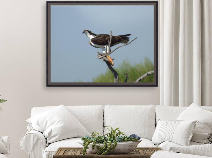 half eyelid osprey Reproduction