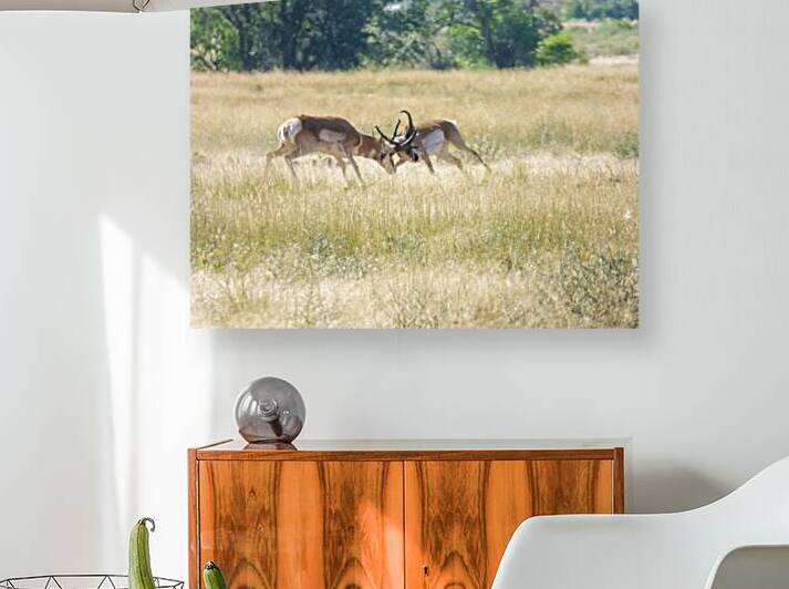 Pronghorn winning by Kaleb Pults Wildlife photography