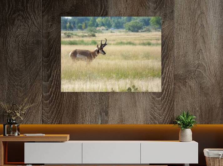 male pronghorn by Kaleb Pults Wildlife photography