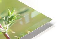 grasshoppers mating HD Metal print