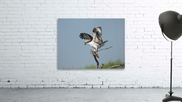 osprey underwing Wall Preview