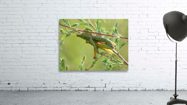grasshoppers mating Wall Preview