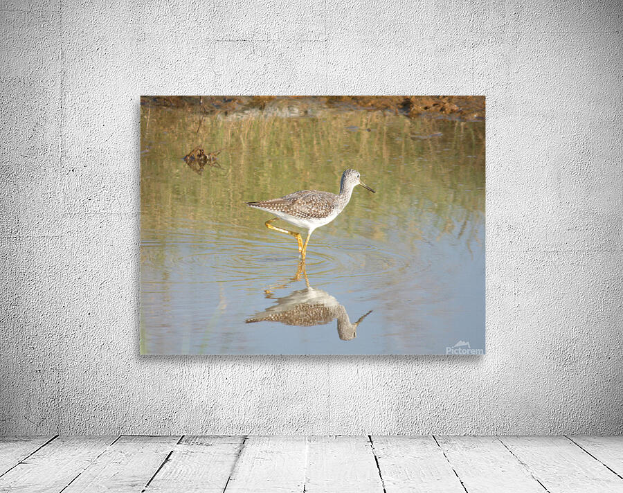 lesser yellowlegs Wall Preview