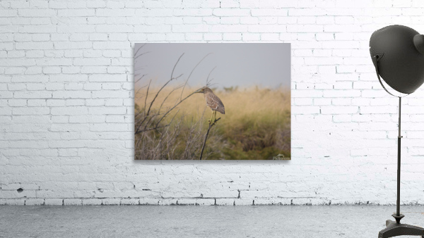 female heron Wall Preview