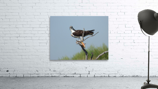 silly face osprey Wall Preview