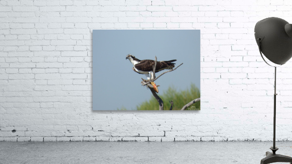 half eyelid osprey Wall Preview
