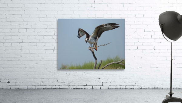 osprey w fish verticle Wall Preview
