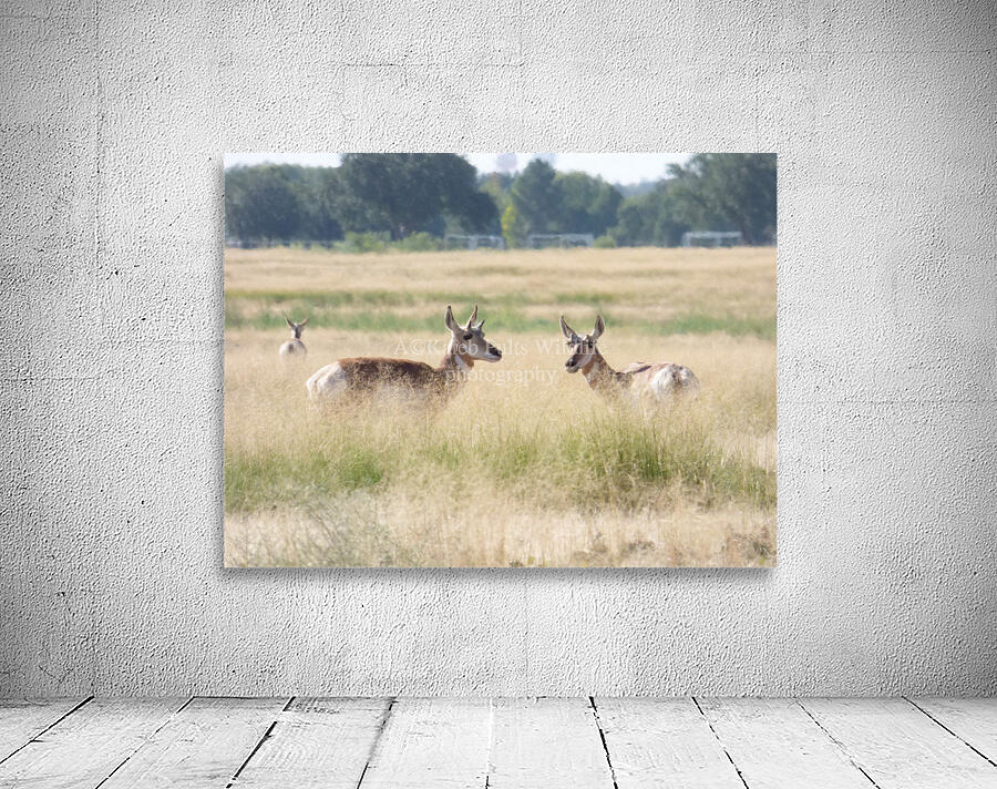 pronghorn juv Wall Preview