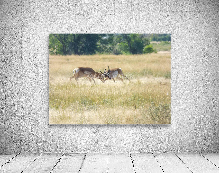 Pronghorn winning Wall Preview